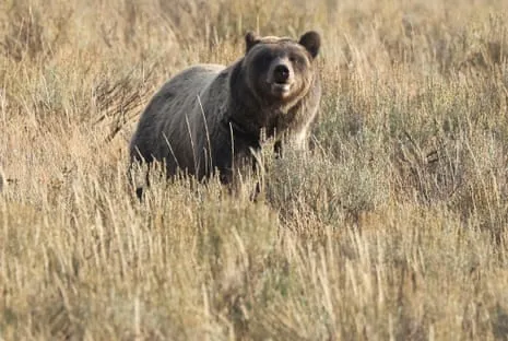Trail Walker Attacked by Bear in National Park Flown to Trauma Center