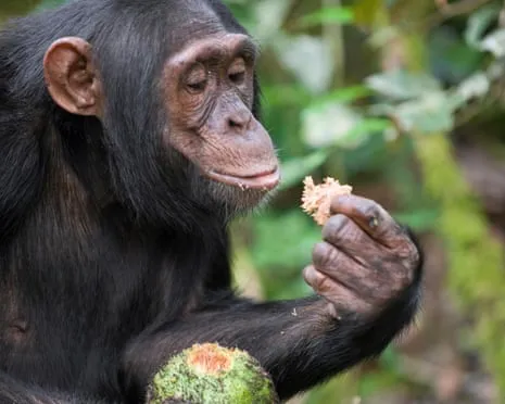 Chimpanzees Drink Daily Ethanol Comparable to a Pint from Ripe Figs