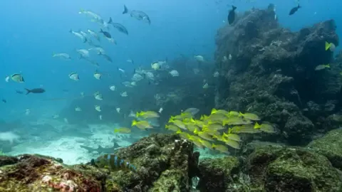 Historic Oceans Pact Reaches Vital Milestone to Take Effect